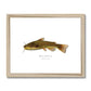 Black Bullhead - Framed & Mounted Print - With Scientific Name