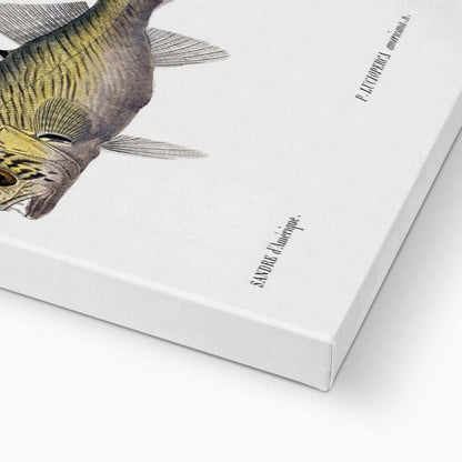 Canvas print featuring a detailed vintage fish illustration with scientific labels on the side.