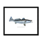 Spotted Seatrout - Framed & Mounted Print