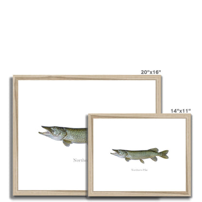 Northern Pike - Framed & Mounted Print