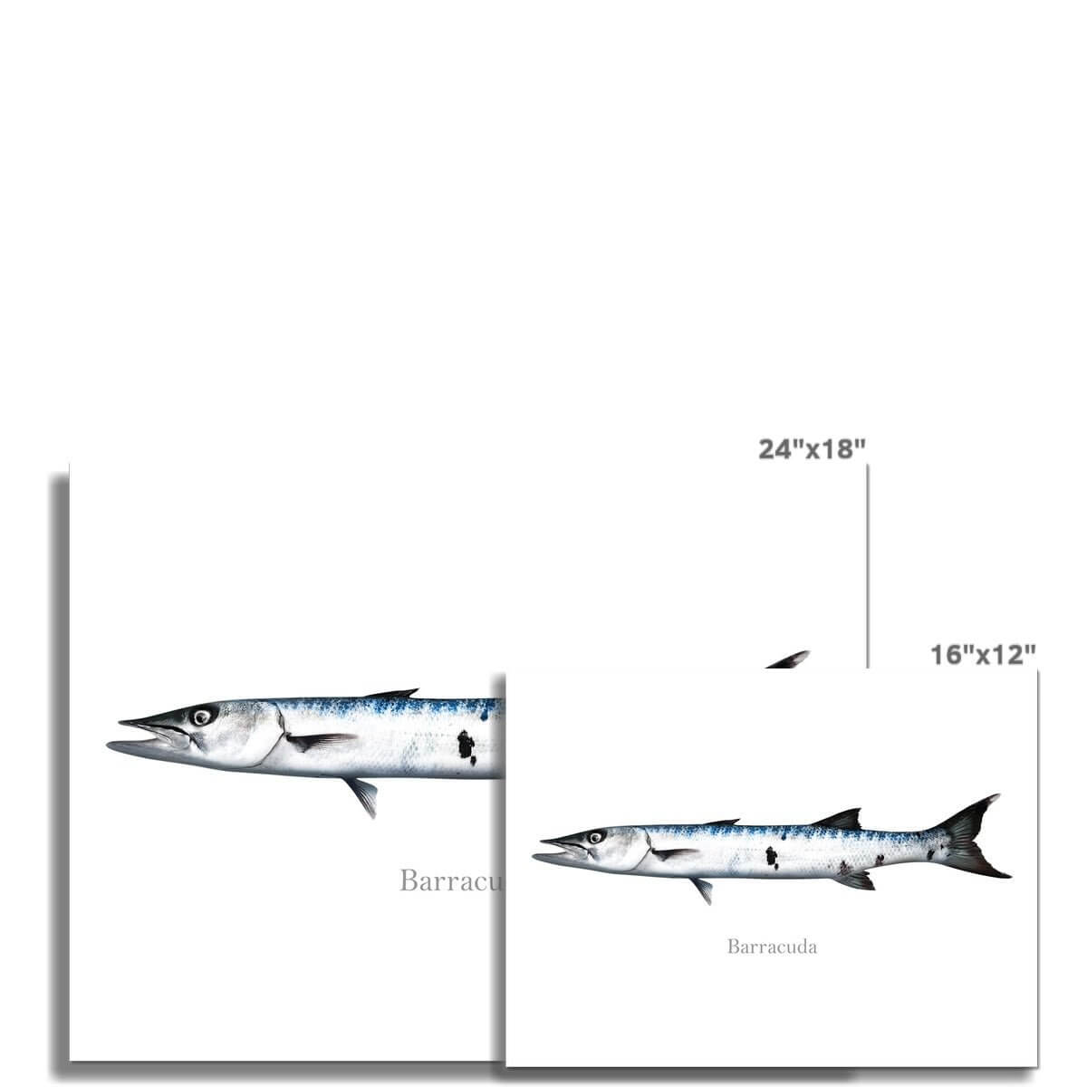 Barracuda - Art Print - madfishlab.com