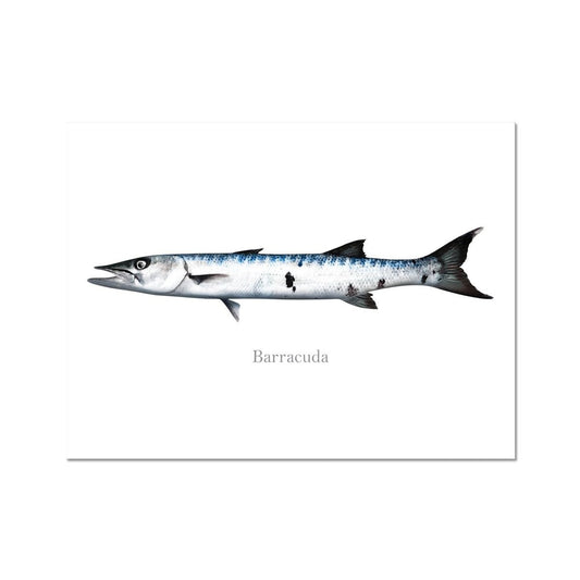 Barracuda - Art Print - madfishlab.com