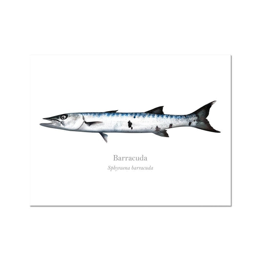 Barracuda - Art Print - With Scientific Name - madfishlab.com