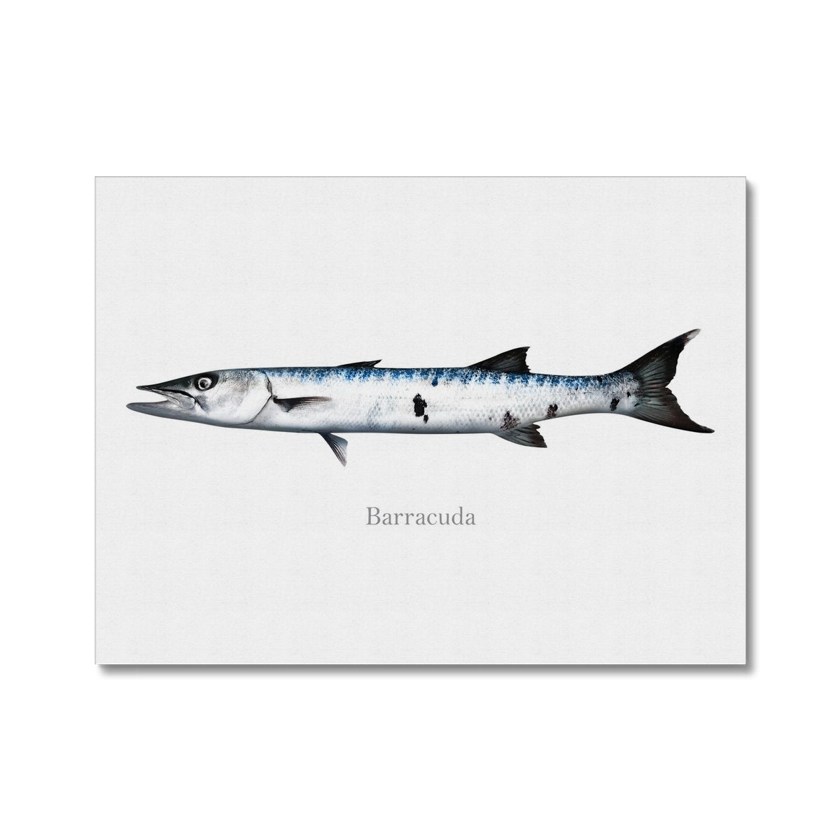 Barracuda - Canvas Print - madfishlab.com