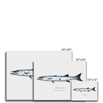 Barracuda - Canvas Print - With Scientific Name - madfishlab.com