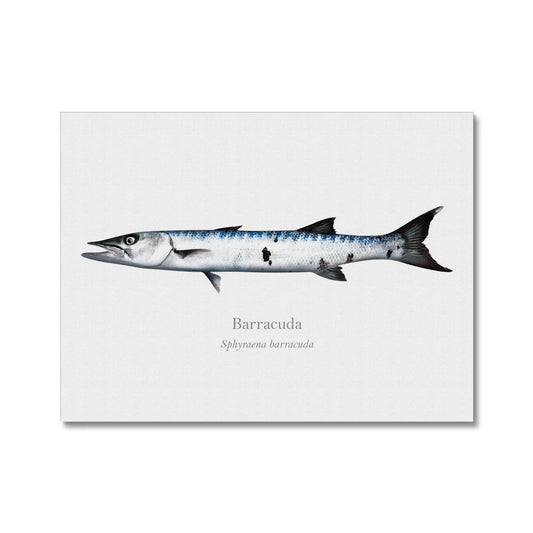 Barracuda - Canvas Print - With Scientific Name - madfishlab.com