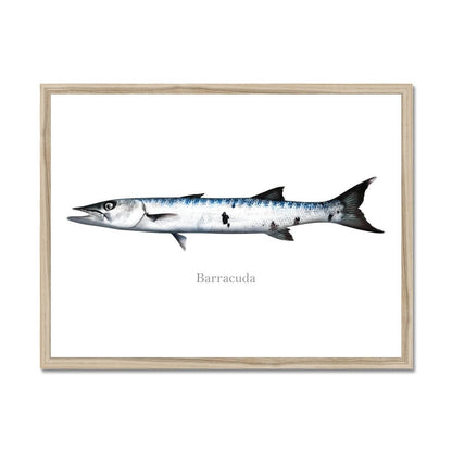 Illustration of a barracuda fish framed on a white background.