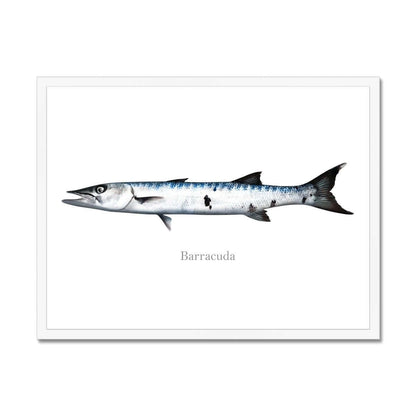 Illustration of a barracuda fish with silver and blue scales on a white background.