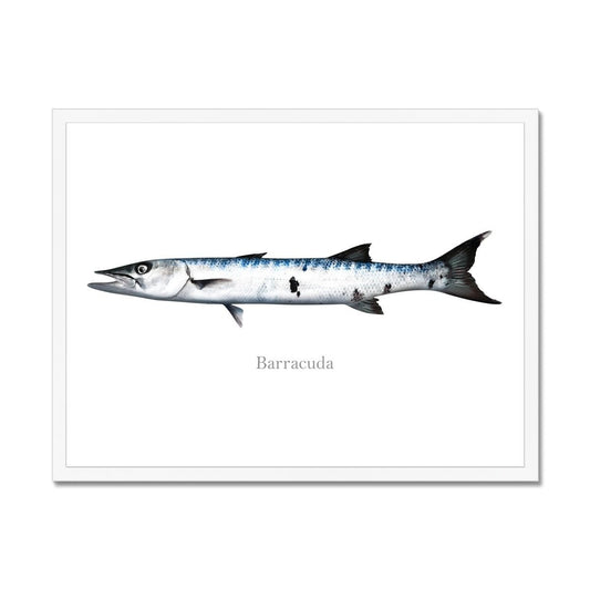 Barracuda - Framed Print - madfishlab.com