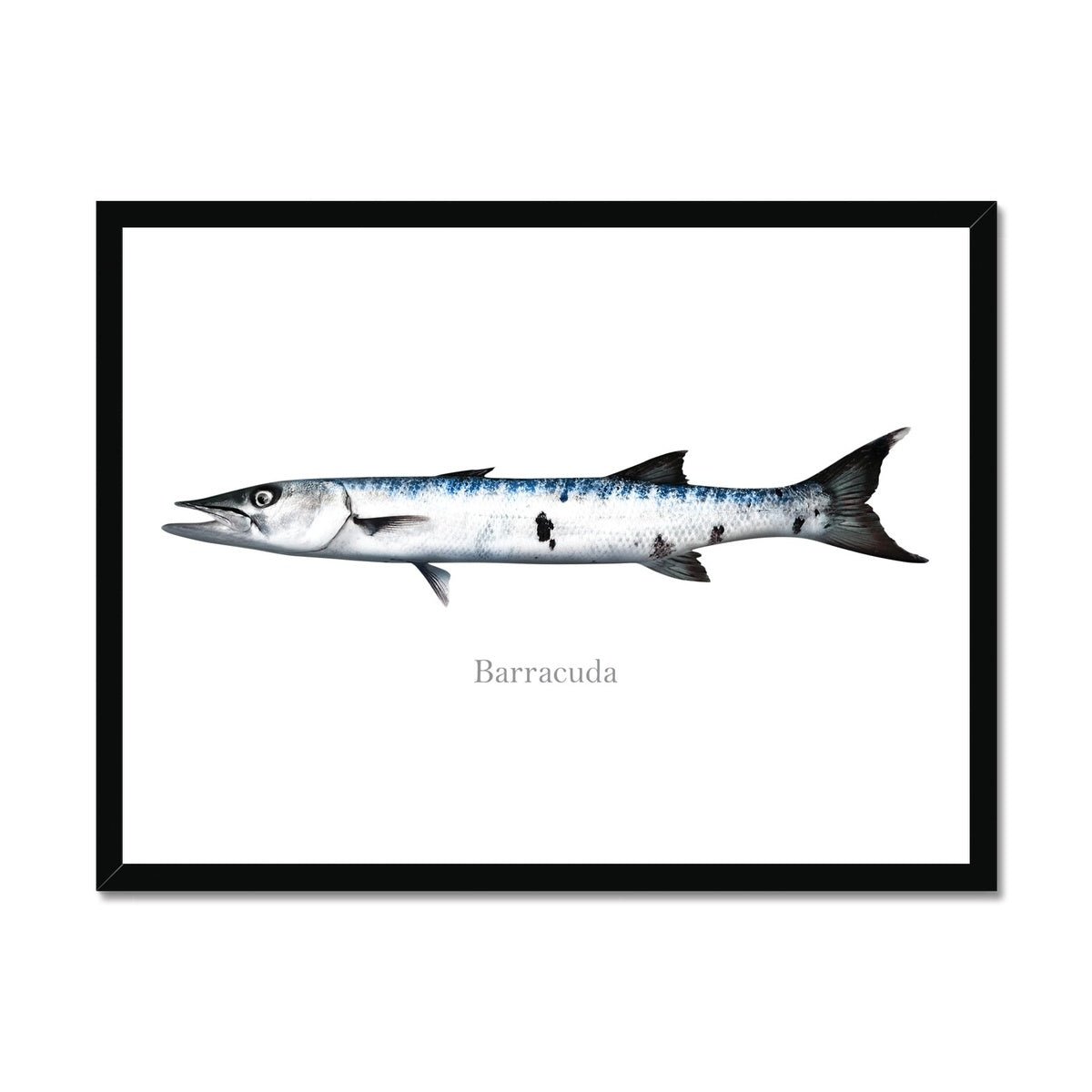 Barracuda - Framed Print - madfishlab.com