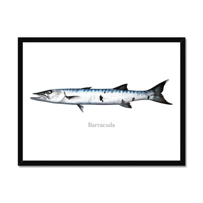 Illustrated barracuda fish print in black frame on white background.