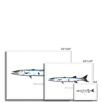 Barracuda illustration on varying sized prints, including 32x24, 24x18, and A4 dimensions.