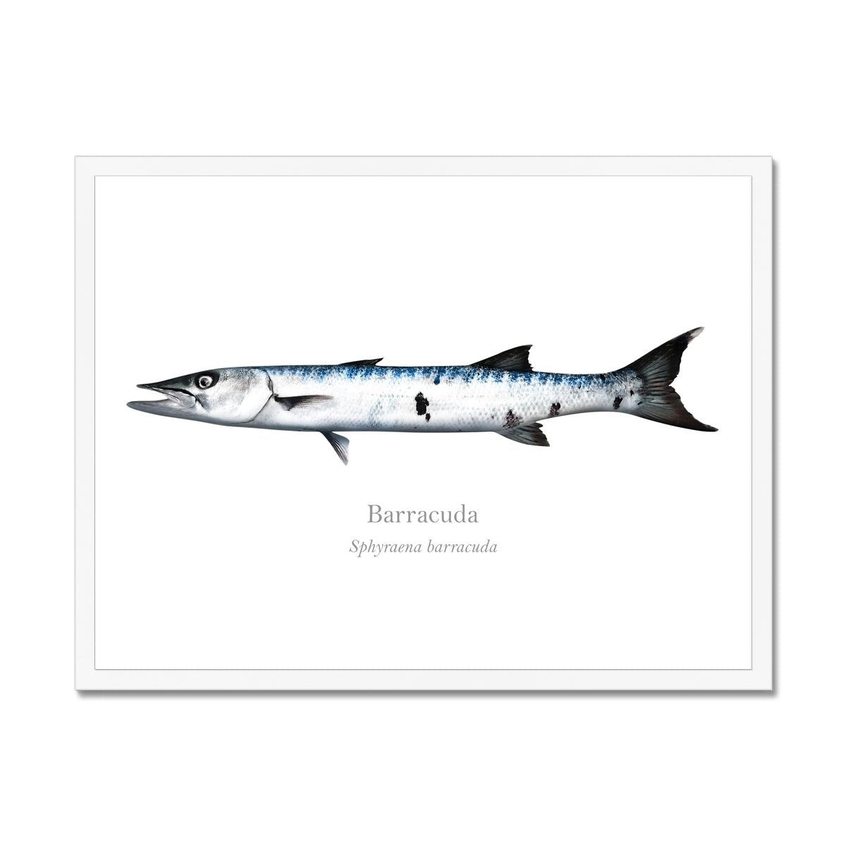 Barracuda - Framed Print - With Scientific Name - madfishlab.com