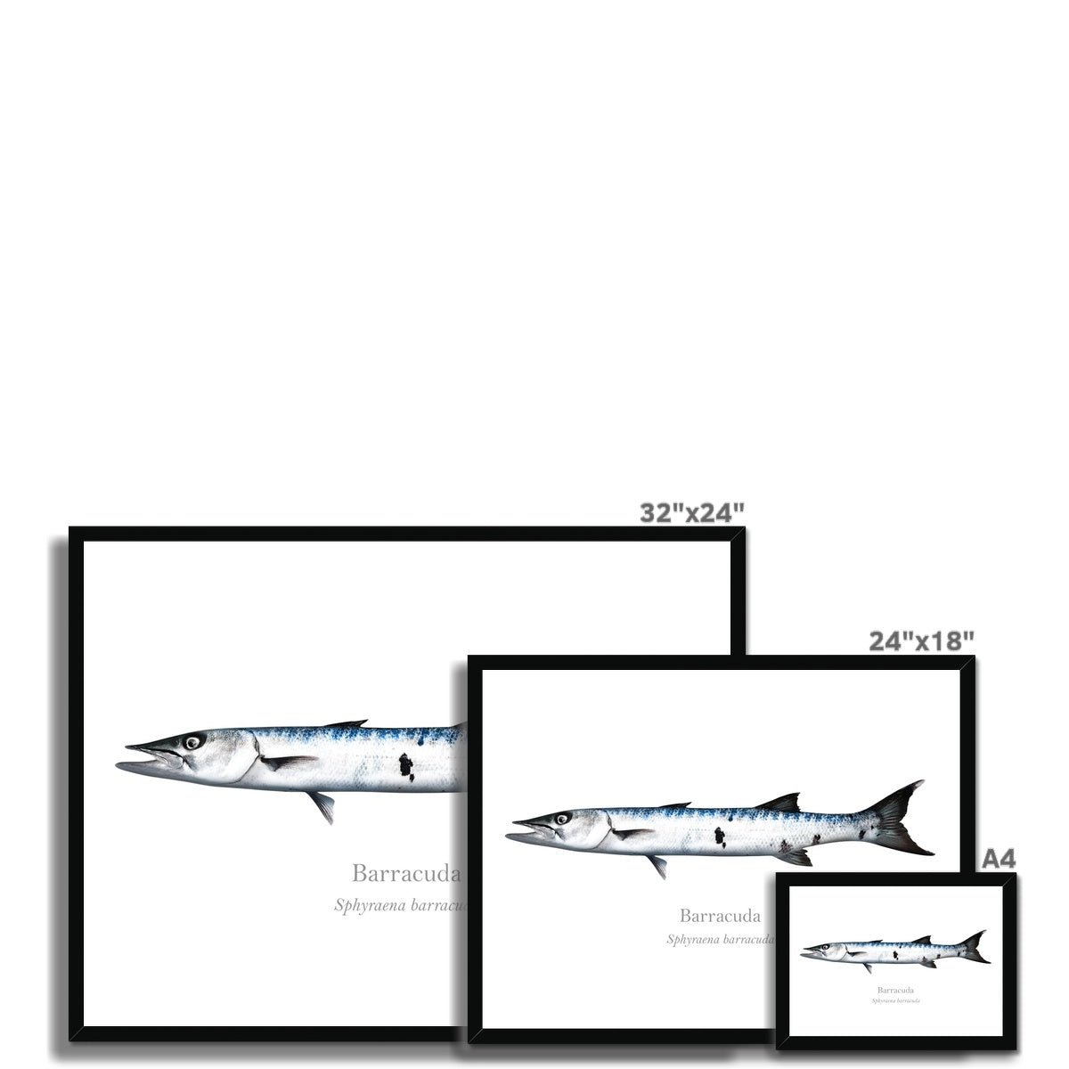 Barracuda - Framed Print - With Scientific Name - madfishlab.com