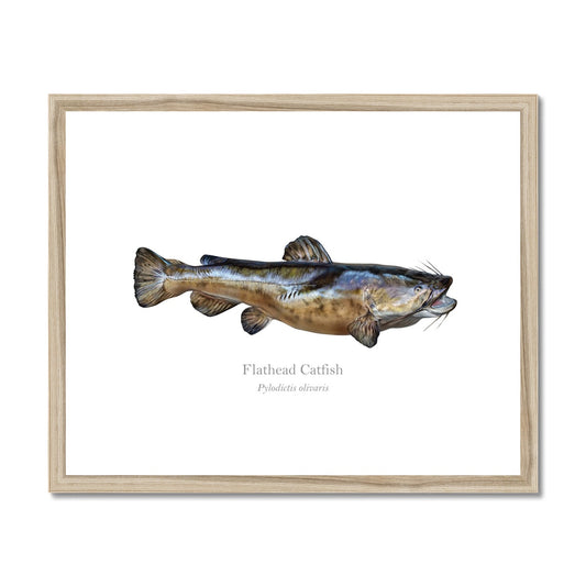 Flathead Catfish - Framed & Mounted Print - With Scientific Name