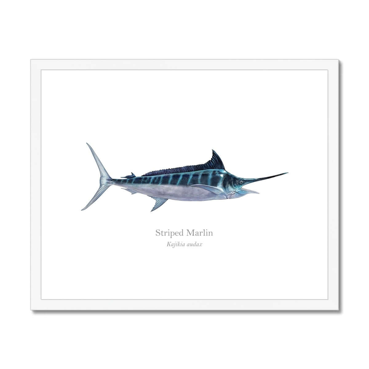 Striped Marlin - Framed & Mounted Print - With Scientific Name