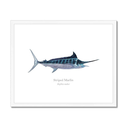 Striped Marlin - Framed & Mounted Print - With Scientific Name