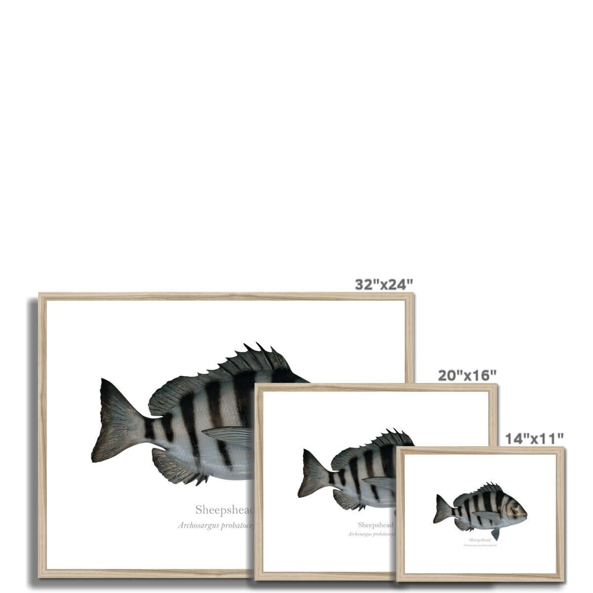 Sheepshead - Framed & Mounted Print - With Scientific Name