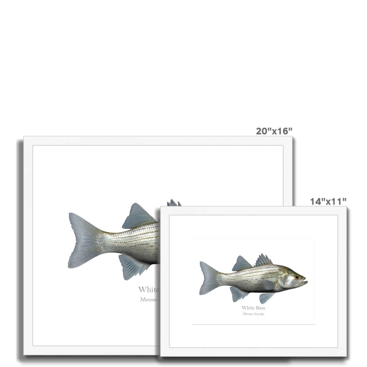 White Bass - Framed & Mounted Print - With Scientific Name