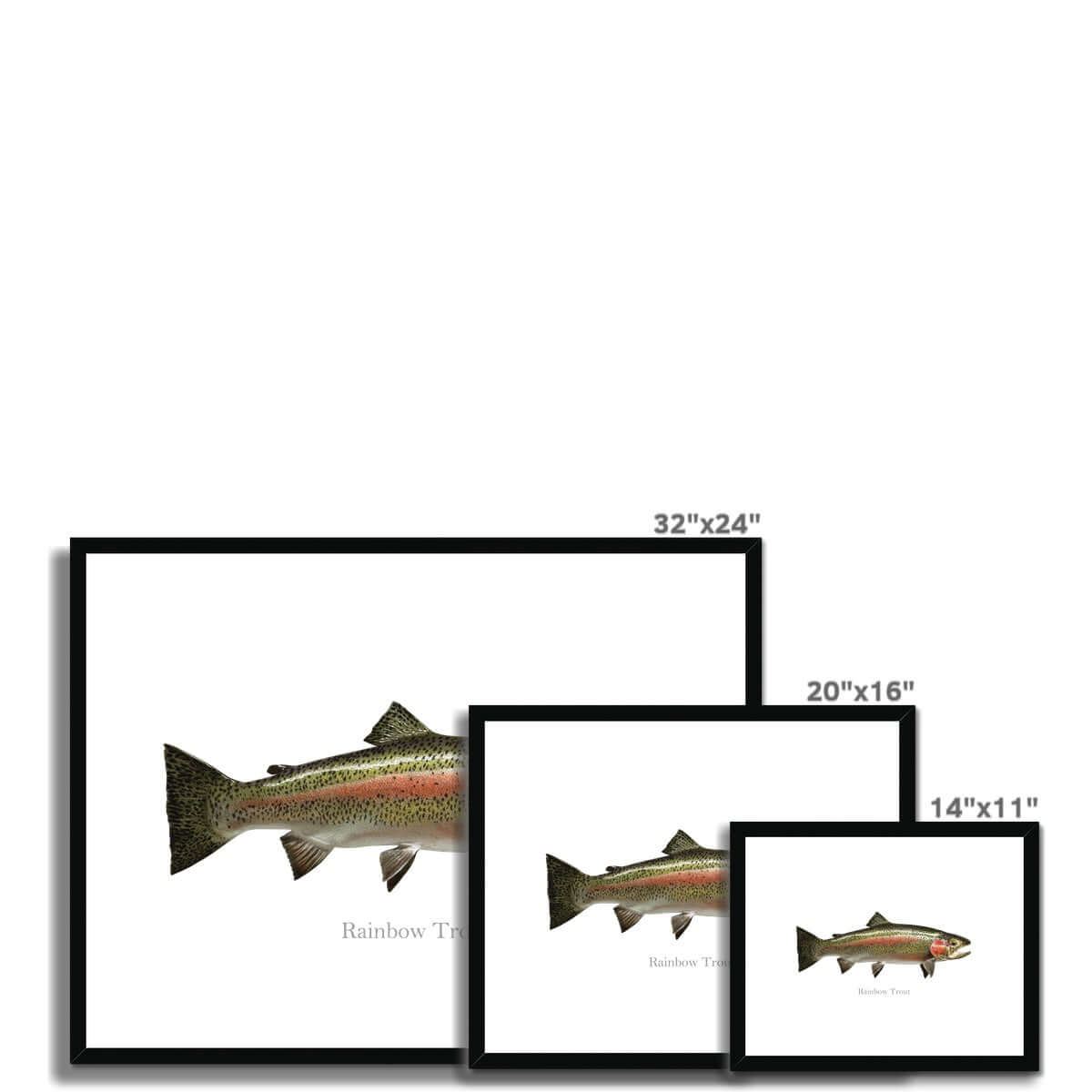 Rainbow Trout - Framed & Mounted Print