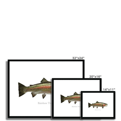 Rainbow Trout - Framed & Mounted Print