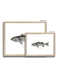 Striped Bass - Framed & Mounted Print - With Scientific Name