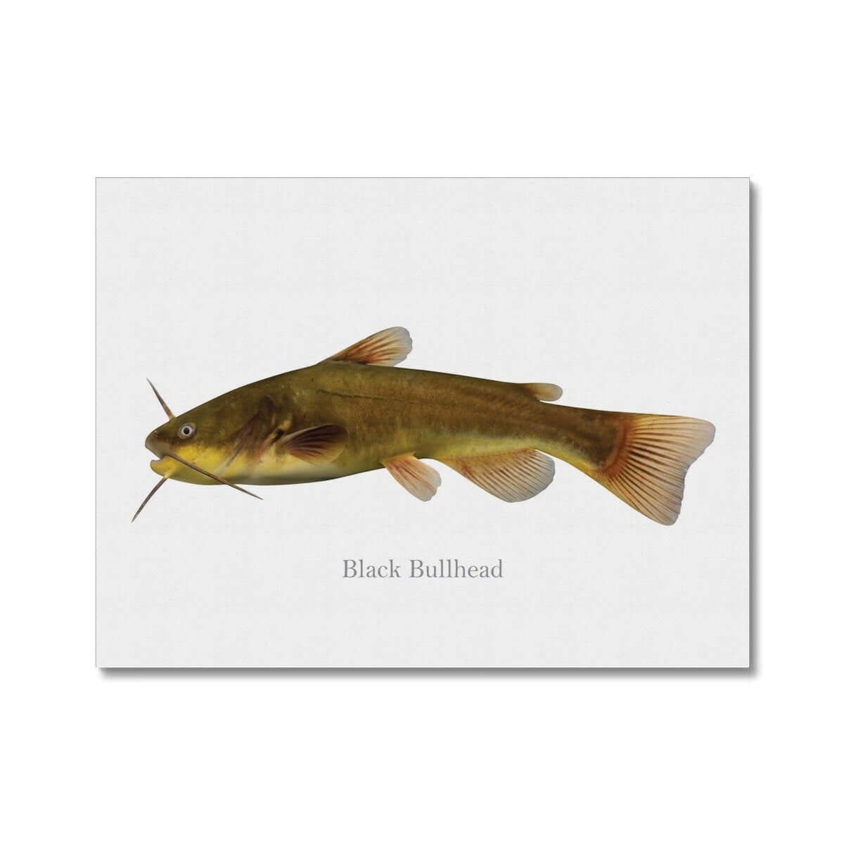 Black Bullhead fish illustration on white background.