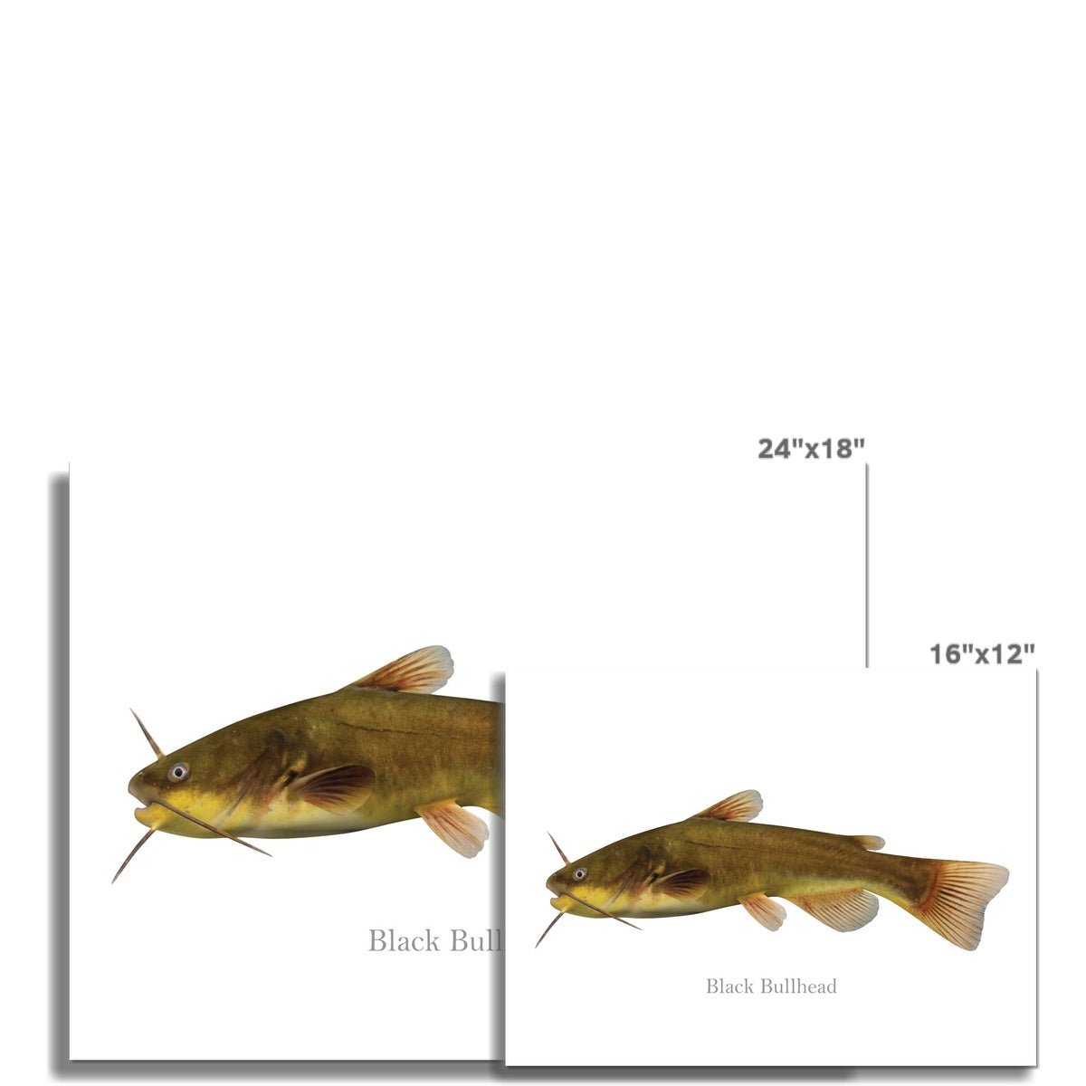 Black Bullhead Catfish- Art Print - madfishlab.com