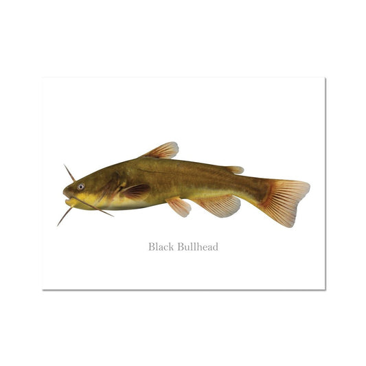 Black Bullhead Catfish- Art Print - madfishlab.com