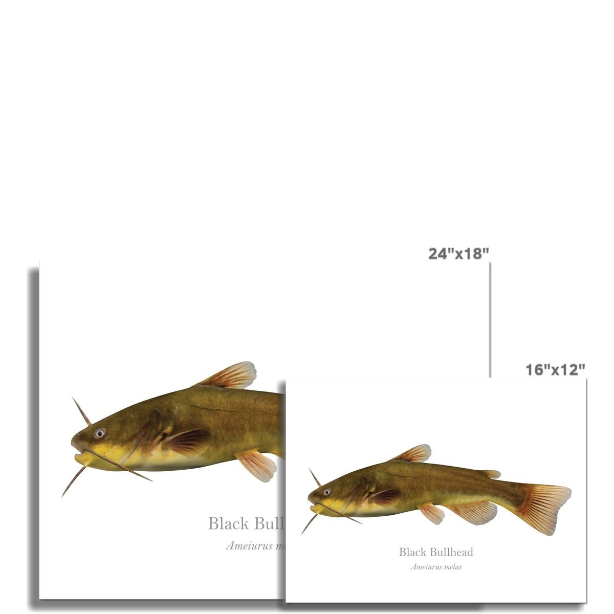 Black Bullhead Catfish - Art Print - With Scientific Name - madfishlab.com