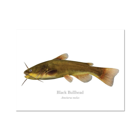 Black Bullhead Catfish - Art Print - With Scientific Name - madfishlab.com