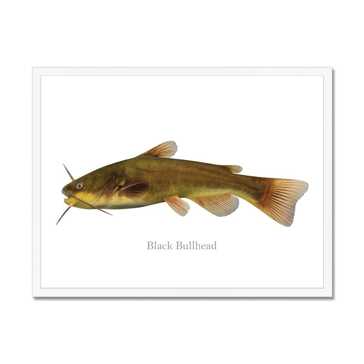 Black Bullhead - Framed Print - madfishlab.com