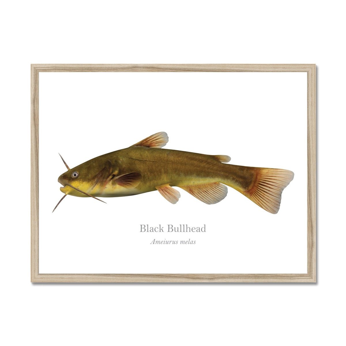 Black Bullhead - Framed Print - With Scientific Name - madfishlab.com