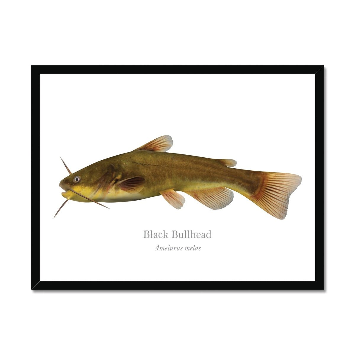 Black Bullhead - Framed Print - With Scientific Name - madfishlab.com