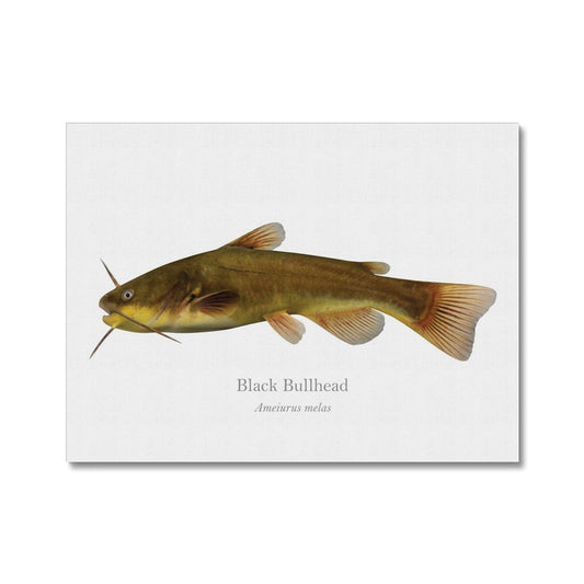 Black Bullhead with Scientific Name Canvas - madfishlab.com