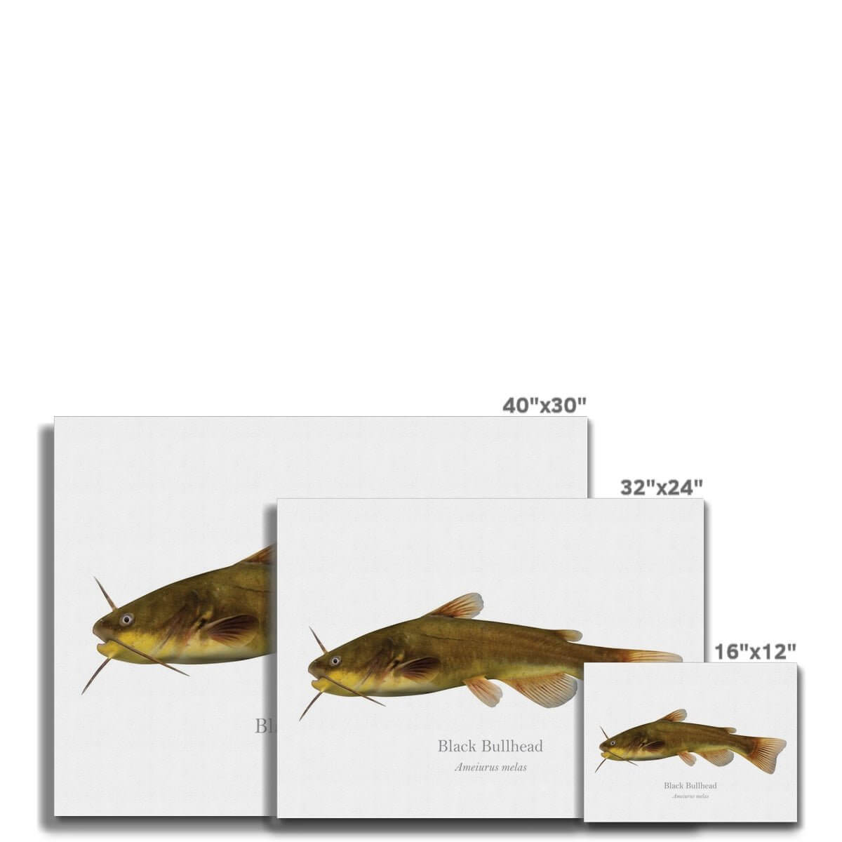 Black Bullhead with Scientific Name Canvas - madfishlab.com