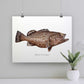 Black Grouper - Art Print - madfishlab.com
