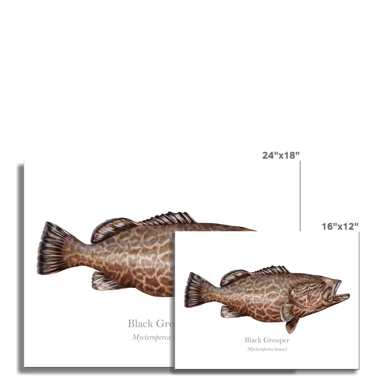 Black Grouper - Art Print - With Scientific Name - madfishlab.com