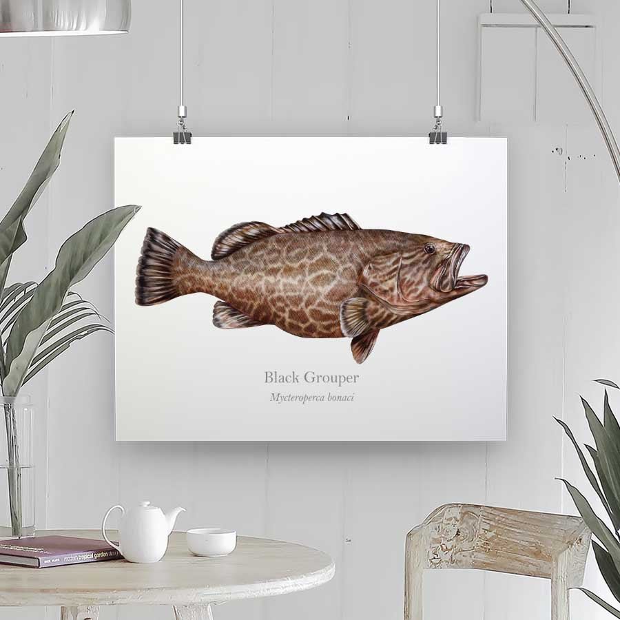Black Grouper - Art Print - With Scientific Name - madfishlab.com