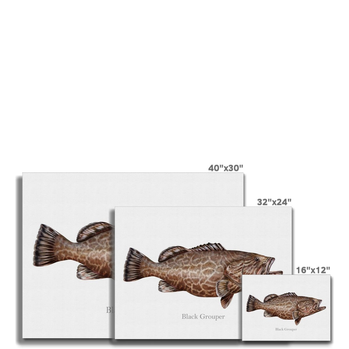 Black Grouper - Canvas Print - madfishlab.com