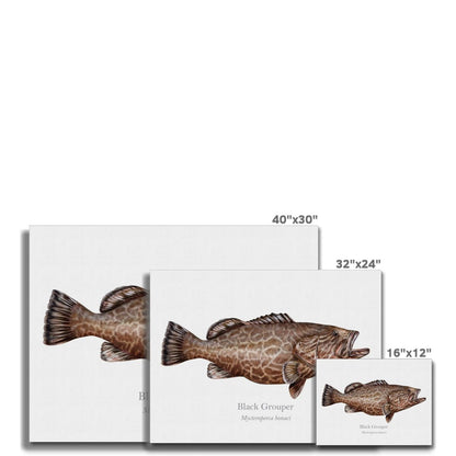 Black Grouper - Canvas Print - With Scientific Name - madfishlab.com