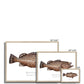 Black Grouper - Framed Print - With Scientific Name - madfishlab.com