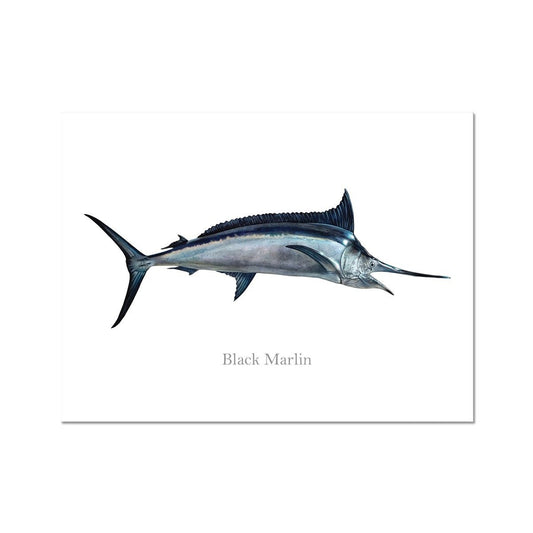 Black Marlin - Art Print - madfishlab.com