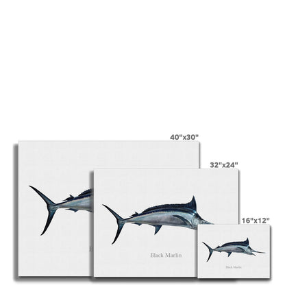 Black Marlin - Canvas Print - madfishlab.com