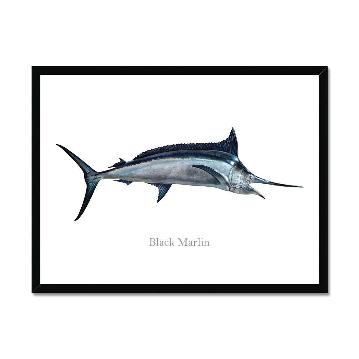 Black Marlin - Framed Print - madfishlab.com