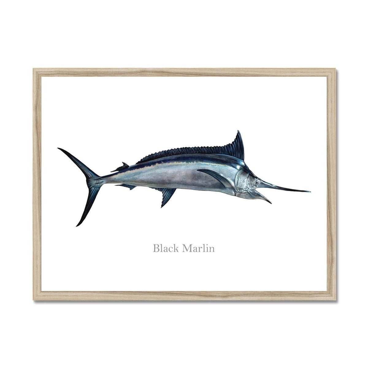 Black Marlin - Framed Print - madfishlab.com