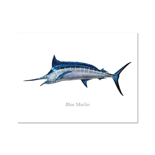 Blue Marlin - Art Print - madfishlab.com