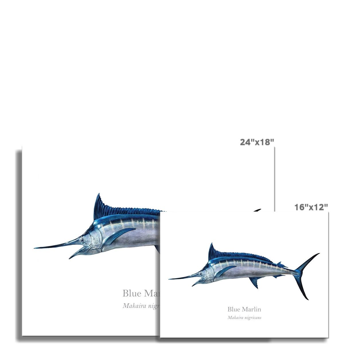 Blue Marlin - Art Print - With Scientific Name - madfishlab.com