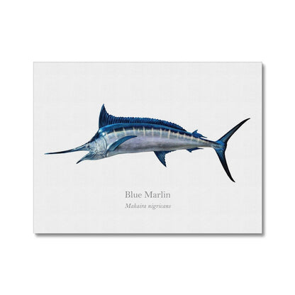 Blue Marlin - Canvas Print - With Scientific Name - madfishlab.com