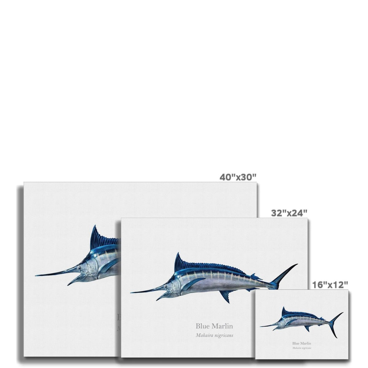 Blue Marlin - Canvas Print - With Scientific Name - madfishlab.com